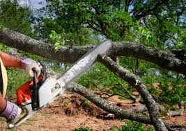 How Our Tree Care Process Works  in Brent, FL